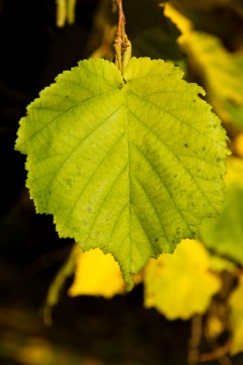 Corylus colurna - líska turecká - list podzim